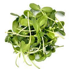 Shoots - Sunflower, 2 oz