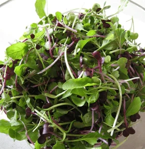 Microgreens - Micro Mix, 2 oz