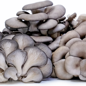 Mushroom - Oyster, 4 oz