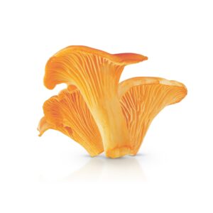 Chanterelle- Golden 4 oz
